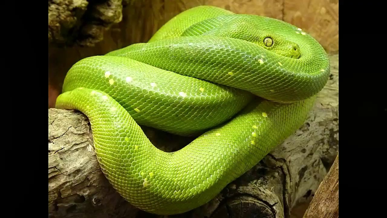 como instalar python